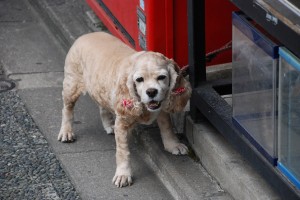 DSC_7300