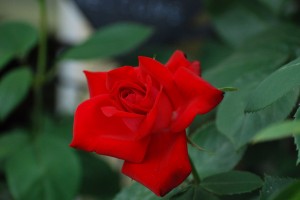DSC_8265